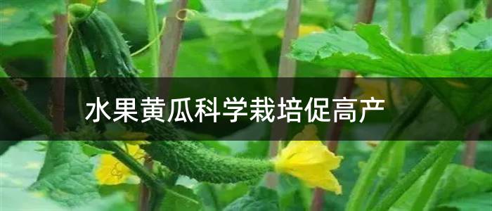 水果黄瓜科学栽培促高产