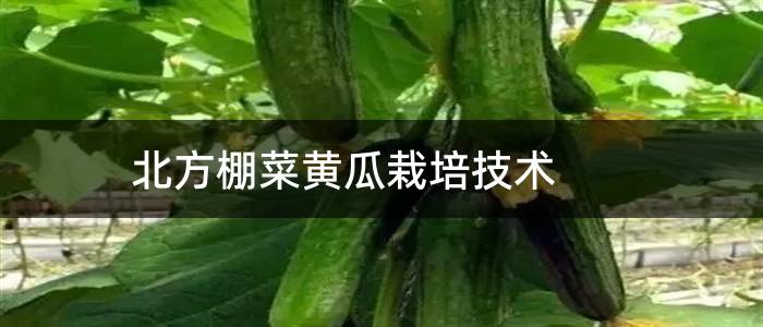北方棚菜黄瓜栽培技术