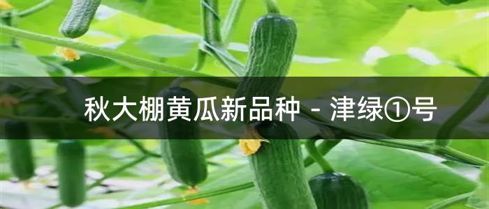 秋大棚黄瓜新品种－津绿①号