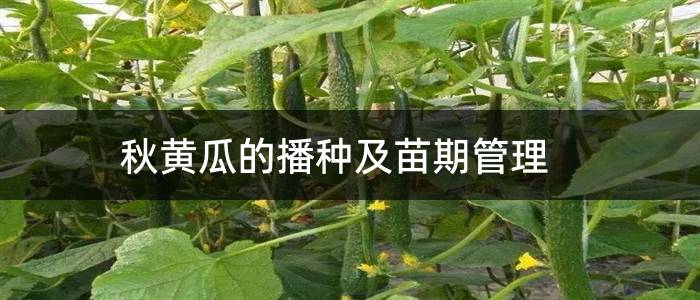 秋黄瓜的播种及苗期管理