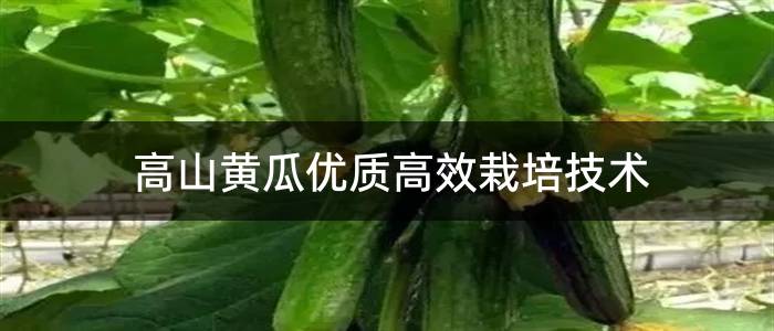 高山黄瓜优质高效栽培技术