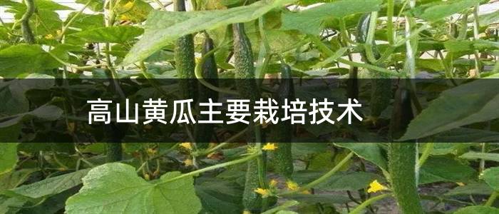 高山黄瓜主要栽培技术