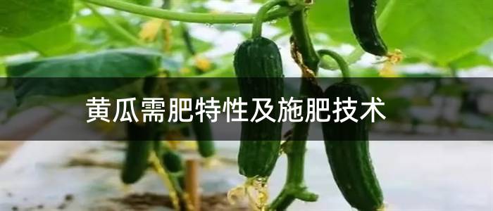 黄瓜需肥特性及施肥技术