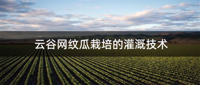 云谷网纹瓜栽培的灌溉技术