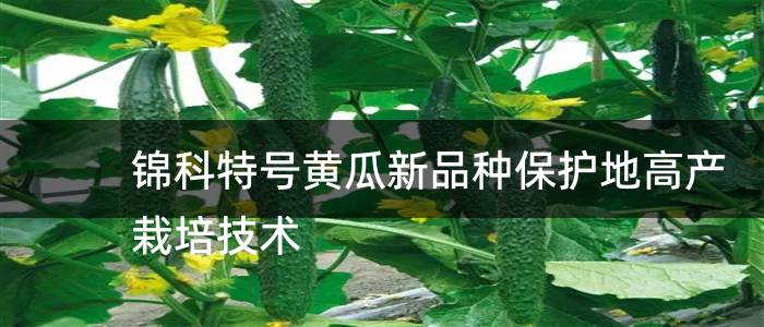 锦科特号黄瓜新品种保护地高产栽培技术