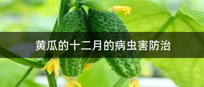 黄瓜的十二月的病虫害防治