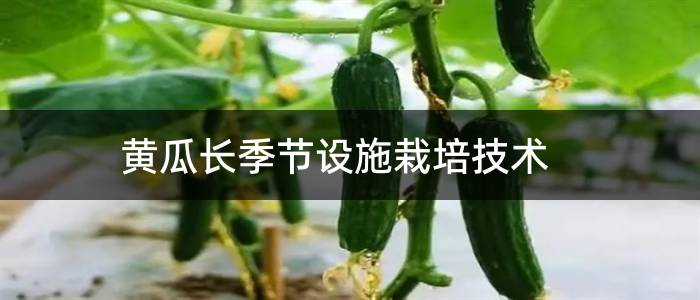 黄瓜长季节设施栽培技术