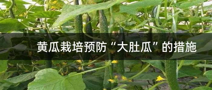 黄瓜栽培预防“大肚瓜”的措施