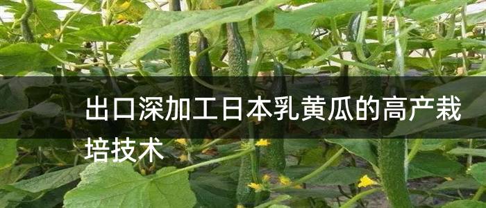 出口深加工日本乳黄瓜的高产栽培技术