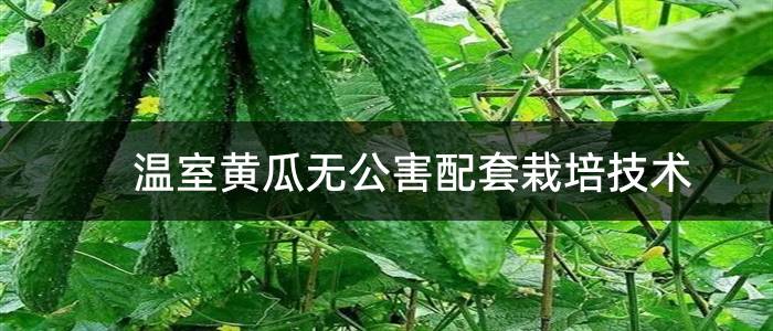 温室黄瓜无公害配套栽培技术
