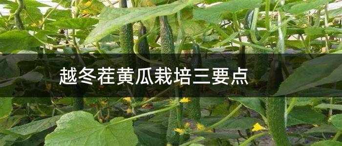 越冬茬黄瓜栽培三要点