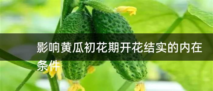 影响黄瓜初花期开花结实的内在条件