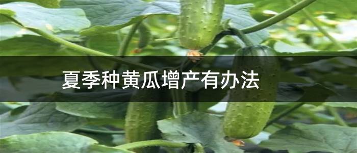 夏季种黄瓜增产有办法