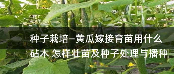 种子栽培—黄瓜嫁接育苗用什么砧木 怎样壮苗及种子处理与播种