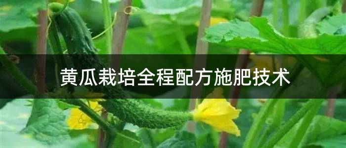 黄瓜栽培全程配方施肥技术