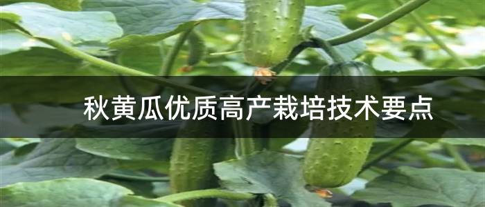 秋黄瓜优质高产栽培技术要点