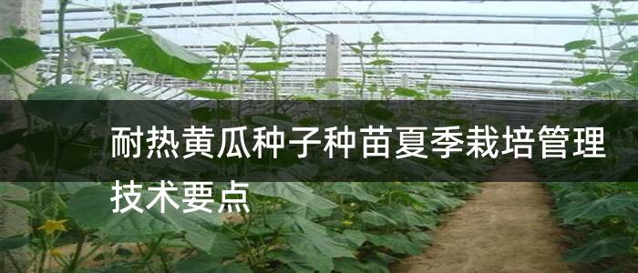 耐热黄瓜种子种苗夏季栽培管理技术要点