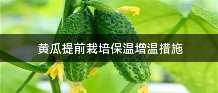 黄瓜提前栽培保温增温措施
