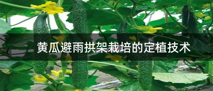 黄瓜避雨拱架栽培的定植技术