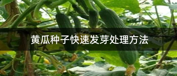 黄瓜种子快速发芽处理方法
