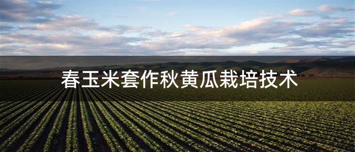 春玉米套作秋黄瓜栽培技术