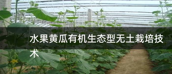 水果黄瓜有机生态型无土栽培技术