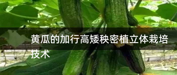 黄瓜的加行高矮秧密植立体栽培技术