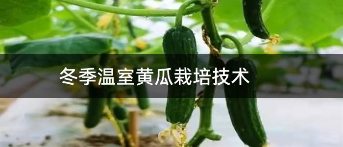 冬季温室黄瓜栽培技术