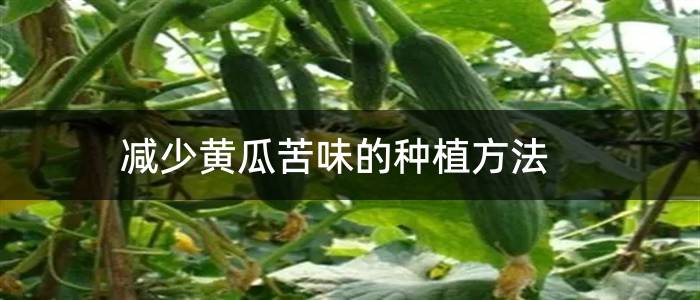 减少黄瓜苦味的种植方法