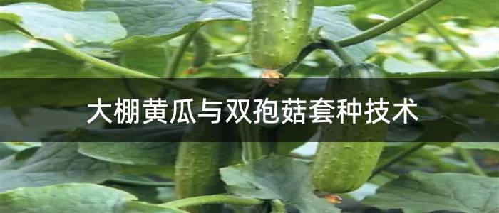 大棚黄瓜与双孢菇套种技术