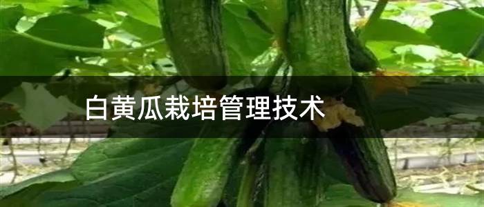 白黄瓜栽培管理技术