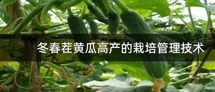 冬春茬黄瓜高产的栽培管理技术