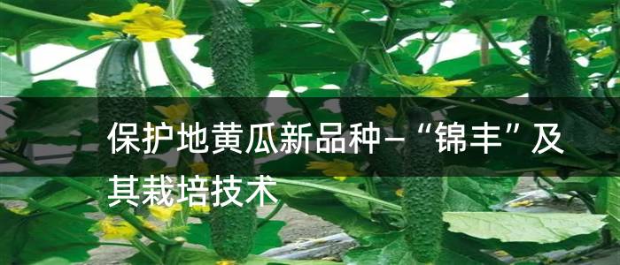 保护地黄瓜新品种—“锦丰”及其栽培技术