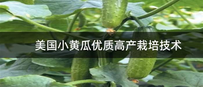 美国小黄瓜优质高产栽培技术