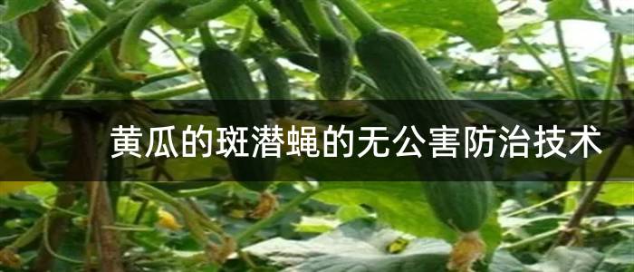 黄瓜的斑潜蝇的无公害防治技术