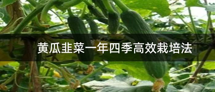 黄瓜韭菜一年四季高效栽培法