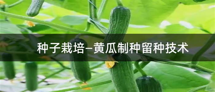 种子栽培—黄瓜制种留种技术