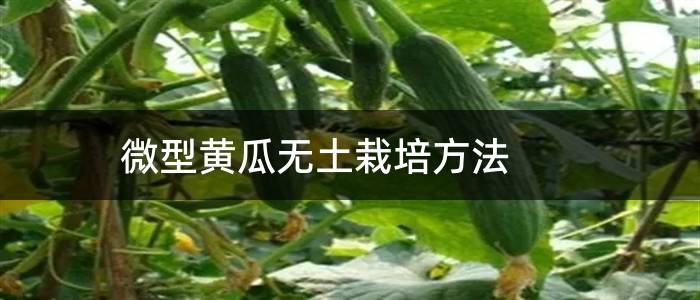 微型黄瓜无土栽培方法