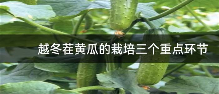越冬茬黄瓜的栽培三个重点环节