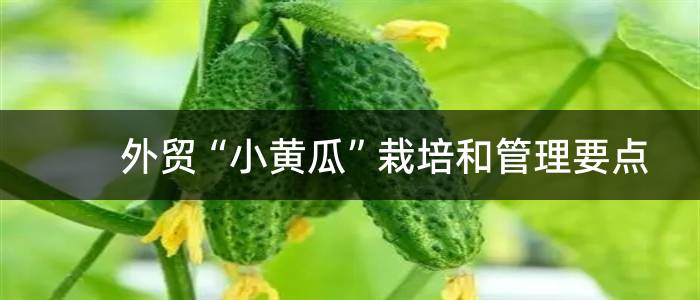 外贸“小黄瓜”栽培和管理要点
