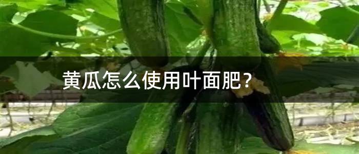 黄瓜怎么使用叶面肥？