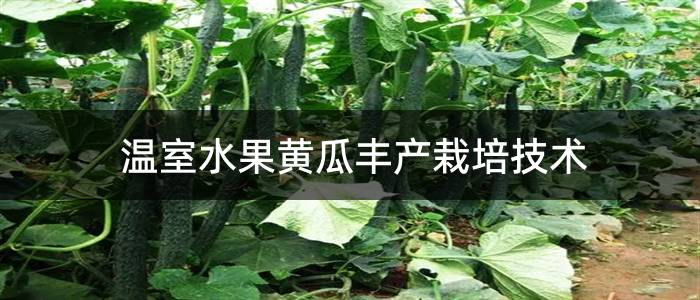 温室水果黄瓜丰产栽培技术