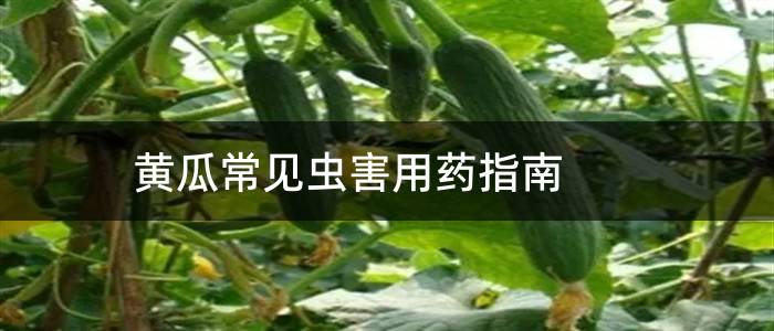 黄瓜常见虫害用药指南