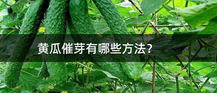 黄瓜催芽有哪些方法？