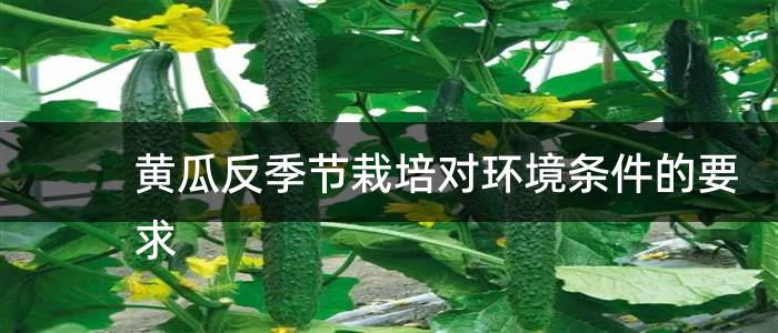 黄瓜反季节栽培对环境条件的要求