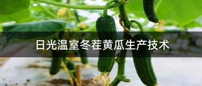 日光温室冬茬黄瓜生产技术