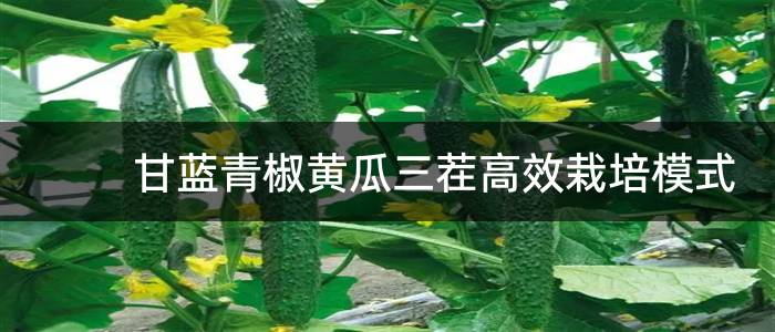 甘蓝青椒黄瓜三茬高效栽培模式
