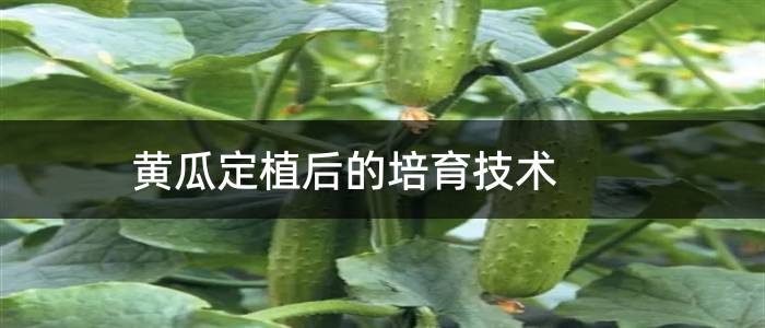 黄瓜定植后的培育技术