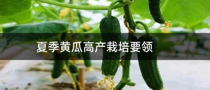 夏季黄瓜高产栽培要领