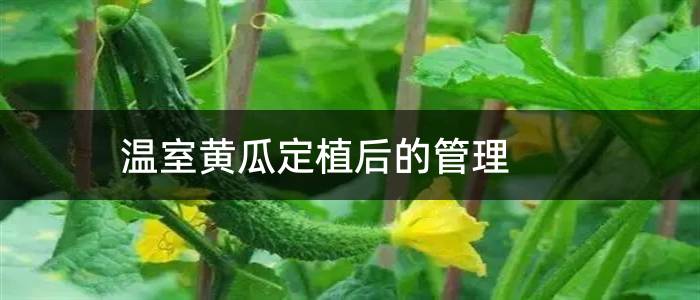 温室黄瓜定植后的管理
